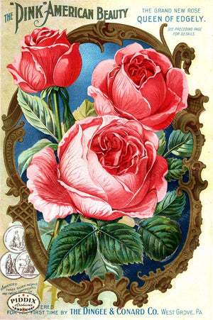 Pdxc1512 -- Vintage Rose Culture Catalogs Color Illustration