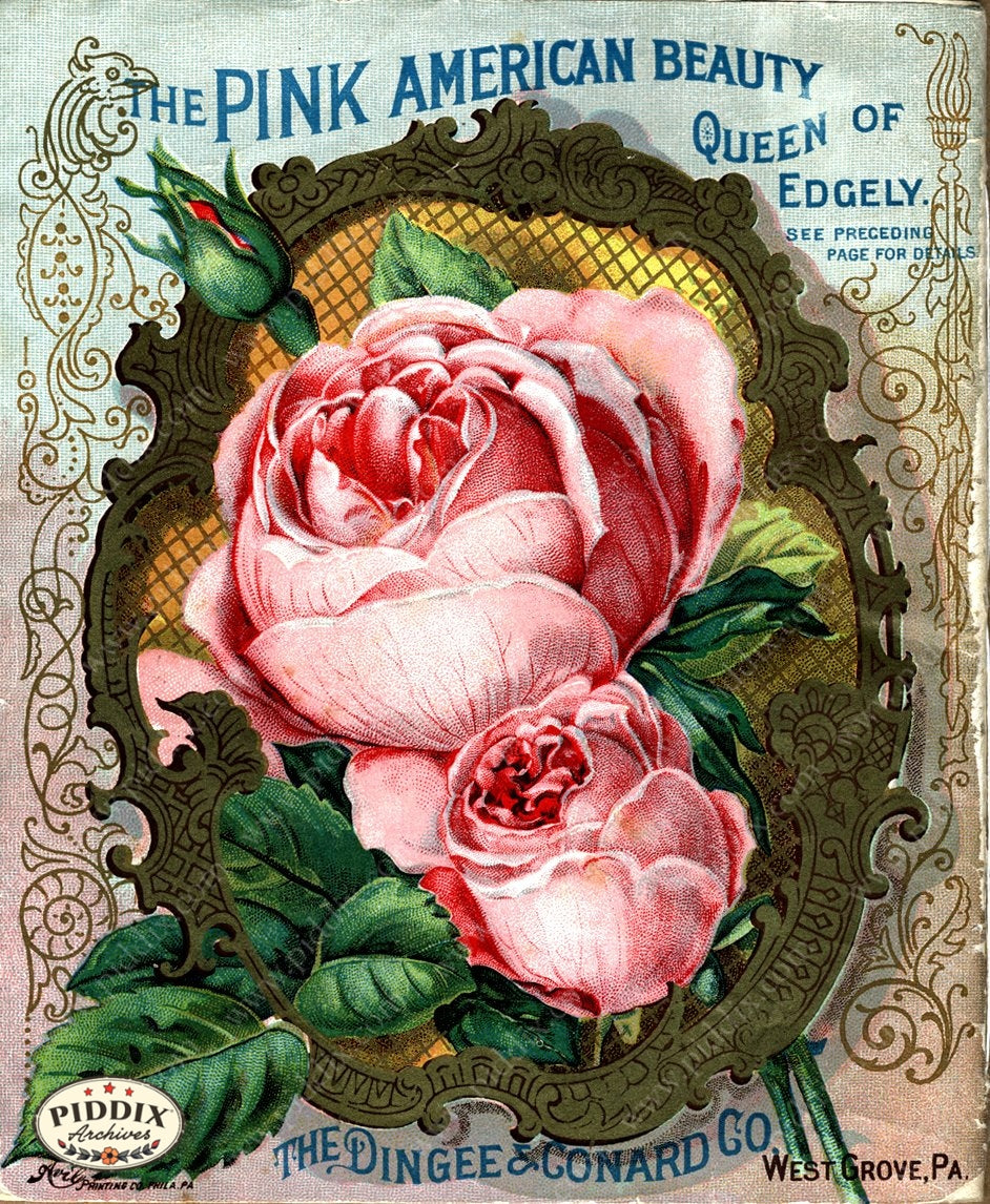 rose seed packets PDXC1513 -- Vintage Rose Culture Catalogs