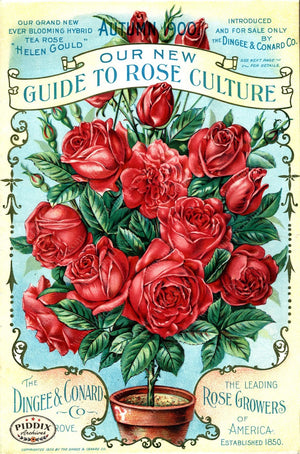 Pdxc1515 -- Vintage Rose Culture Catalogs Color Illustration