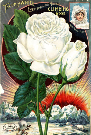 Pdxc1517 -- Vintage Rose Culture Catalogs Color Illustration