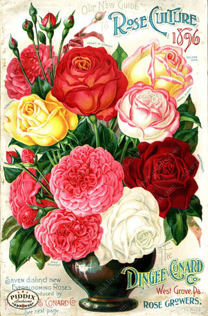 Pdxc1519 -- Vintage Rose Culture Catalogs Color Illustration