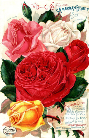 Pdxc1520 -- Vintage Rose Culture Catalogs Color Illustration