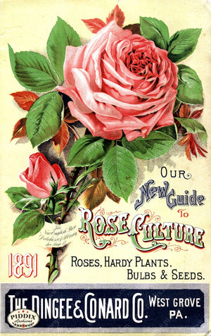 Pdxc1522 -- Vintage Rose Culture Catalogs Color Illustration
