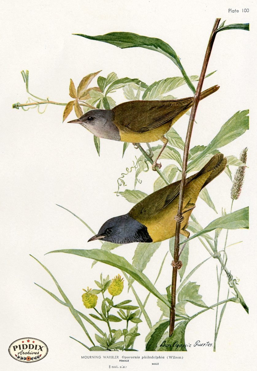 Pdxc15265 -- New For June Color Illustration