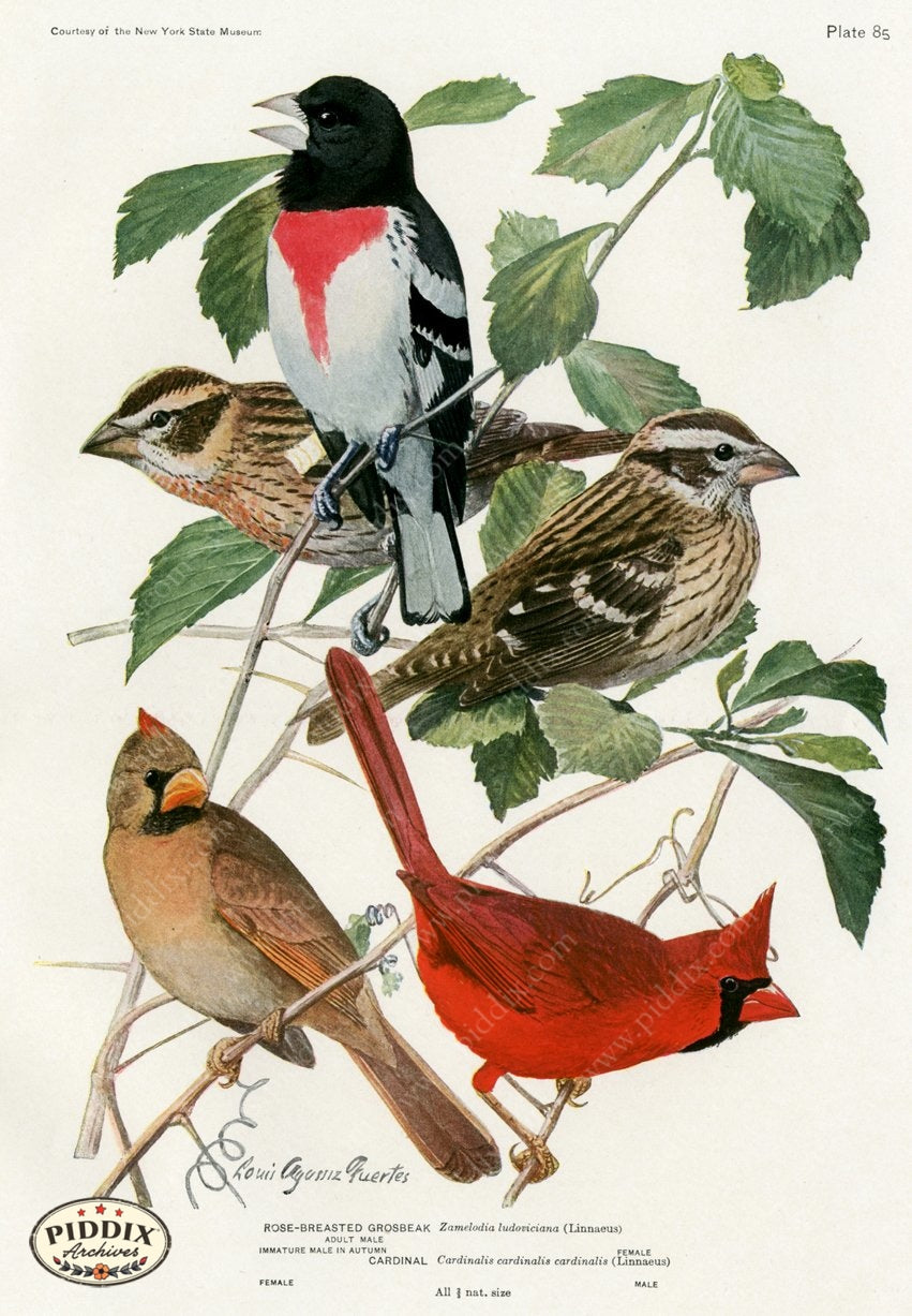 Pdxc15275 -- New For June Color Illustration