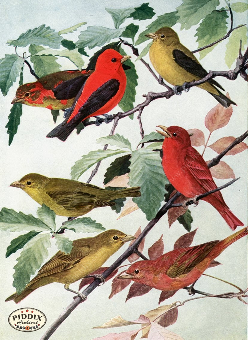 Pdxc15287 -- New For June Color Illustration