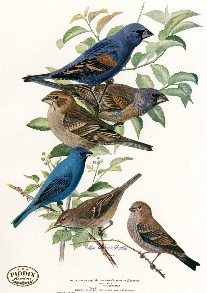 Pdxc15290 -- New For June Color Illustration