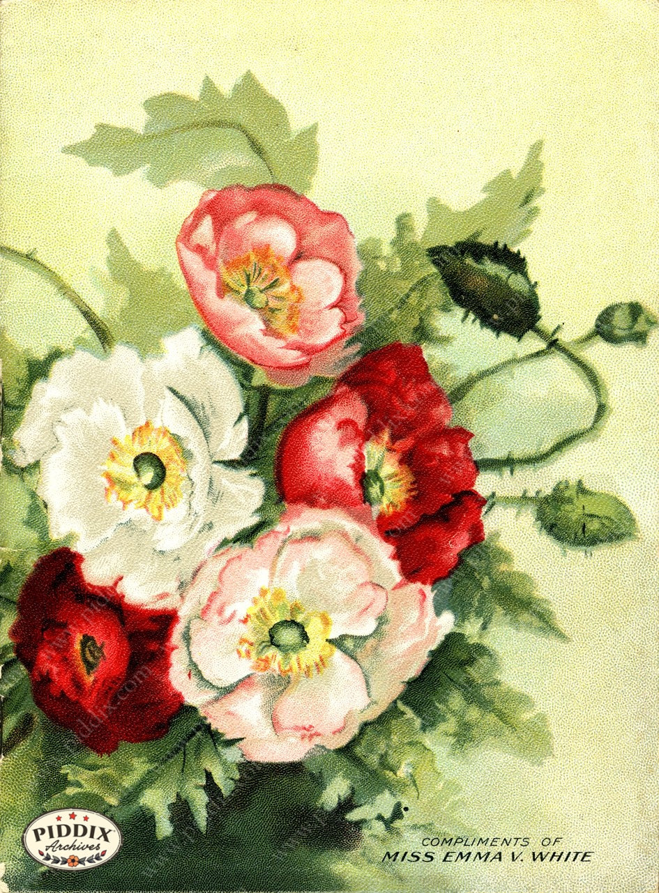 Pdxc1531 -- Flower Seed Catalogs Color Illustration