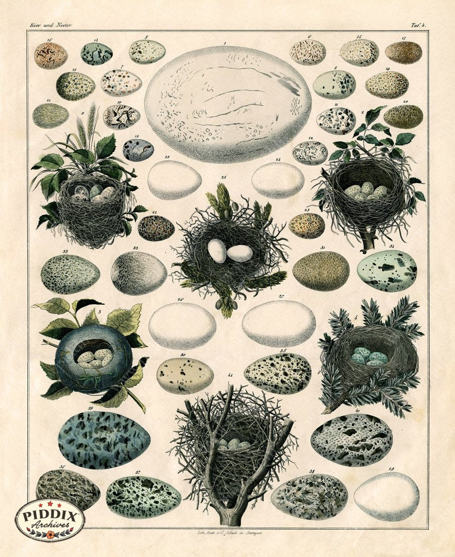 Pdxc15367 -- Bird Eggs Color Illustration