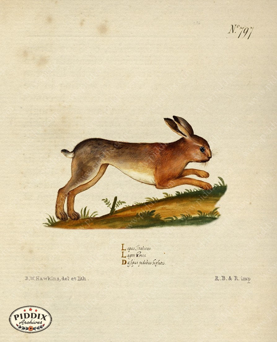 Pdxc15369B -- New For November Color Illustration