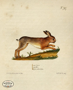 Pdxc15369B -- New For November Color Illustration