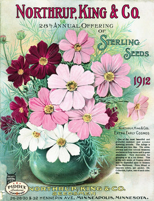 Pdxc1562 -- Flower Seed Catalogs Color Illustration