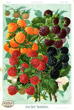 Pdxc1566 -- Fruit & Vegetable Seed Catalogs Color Illustration