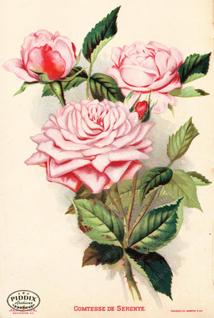 Pdxc1567 -- Vintage Rose Culture Catalogs Color Illustration