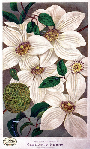 Pdxc1570 -- Flower Seed Catalogs Color Illustration