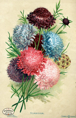 Pdxc1571 -- Flower Seed Catalogs Color Illustration