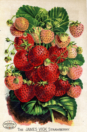 Pdxc1572 -- Fruit & Vegetable Seed Catalogs Color Illustration
