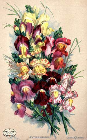 Pdxc1573 -- Flower Seed Catalogs Color Illustration