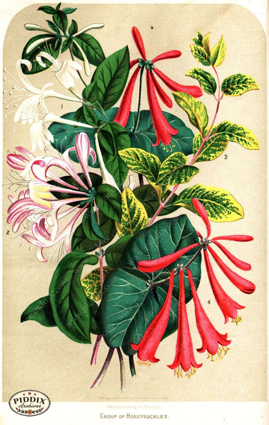 Pdxc1578 -- Flower Seed Catalogs Color Illustration