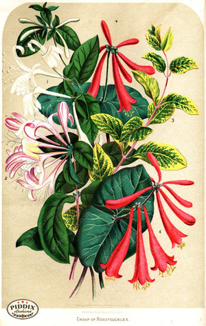 Pdxc1578 -- Flower Seed Catalogs Color Illustration