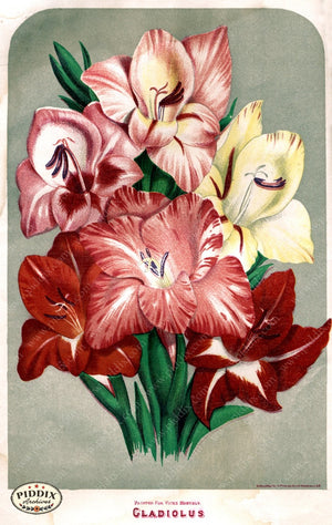 Pdxc1579 -- Flower Seed Catalogs Color Illustration