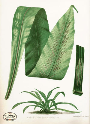 Pdxc16442 -- Plants & Leaves Color Illustration