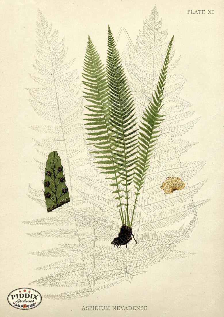 PDXC16443 -- Ferns Black & White Engraving