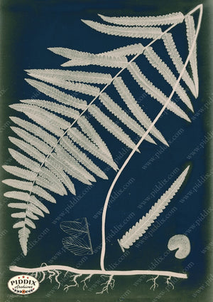 PDXC16445c Fern Cyanotypes -- Ferns Original Art