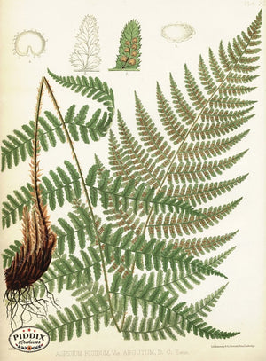 Pdxc16447 -- Ferns Color Illustration