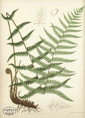 Pdxc16449 -- Ferns Color Illustration