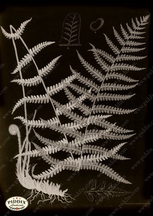 PDXC16449b X-rays -- Ferns Original Art