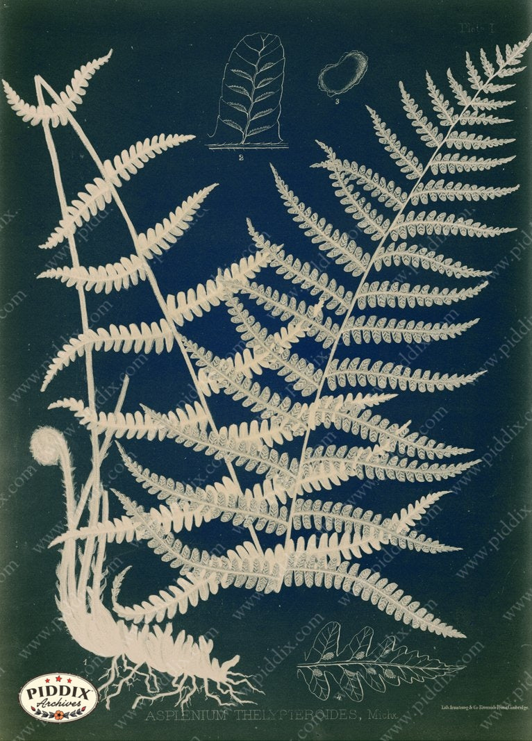 PDXC16449c Fern Cyanotypes -- Ferns Original Art