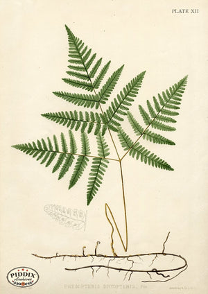 PDXC16450 Ferns -- Ferns Color Illustration