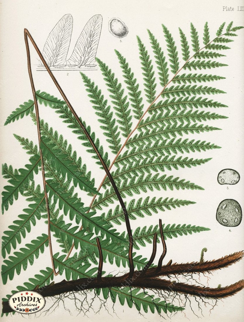 Pdxc16451 -- Ferns Color Illustration
