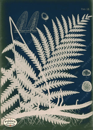 PDXC16451c Fern Cyanotypes -- Ferns Original Art