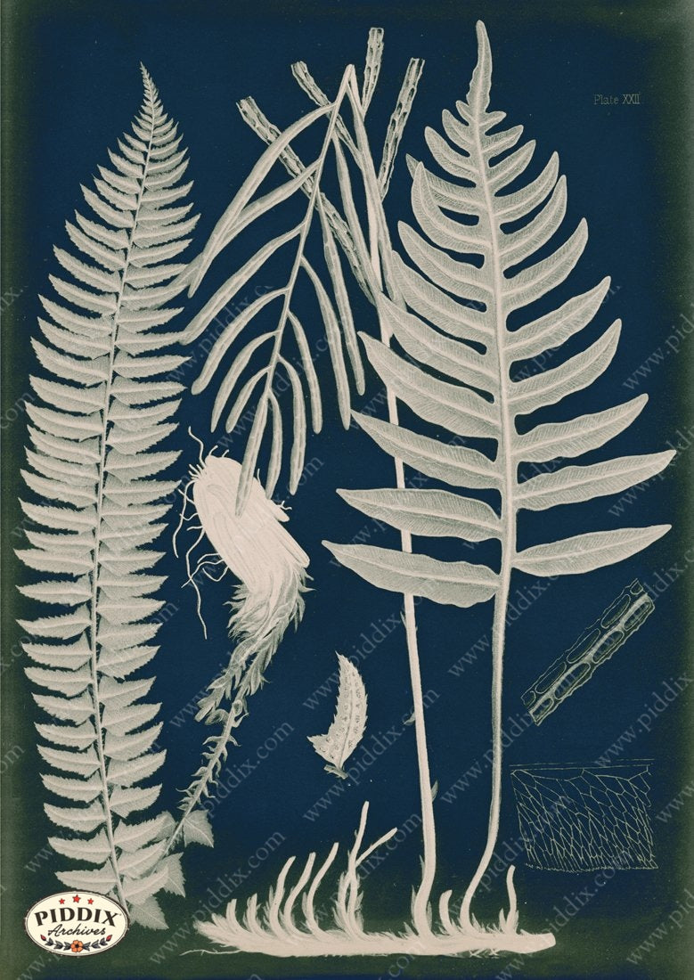 PDXC16452c Fern Cyanotypes -- Ferns Original Art