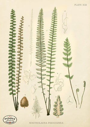 PDXC16453 Ferns -- Ferns Color Illustration