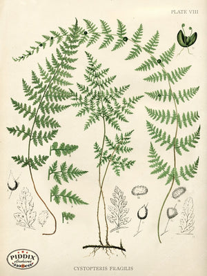 PDXC16454 Ferns -- Ferns Color Illustration