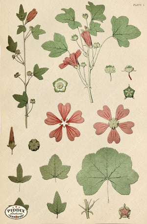 Pdxc16485 -- Botanical Plates Color Illustration