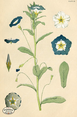 Pdxc16490 -- Botanical Plates Color Illustration