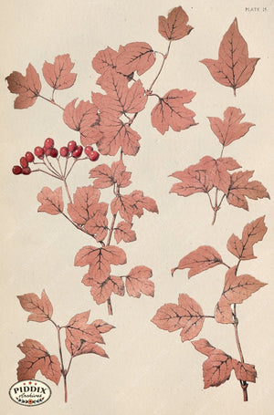 Pdxc16492 -- Botanical Plates Color Illustration