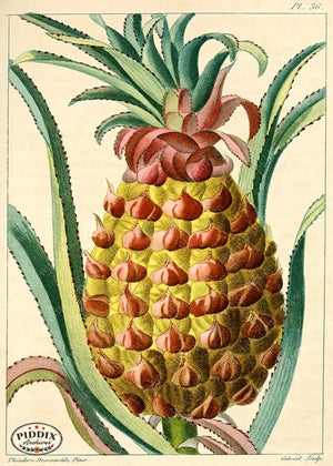 PDXC17022b -- Pineapples Color Illustration
