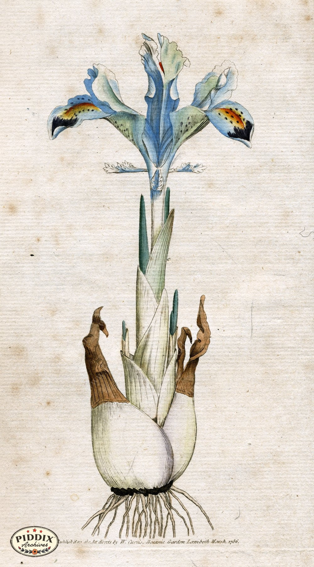 Pdxc1722 -- Flowers Color Illustration