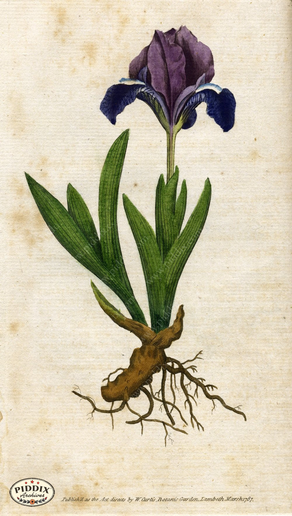 Pdxc1730 -- Flowers Color Illustration