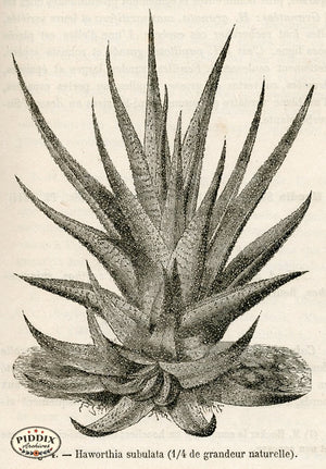 PDXC17532 -- Cacti Desert Flowers & Succulents Black & White Engraving