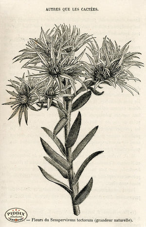 PDXC17538 -- Cacti Desert Flowers & Succulents Black & White Engraving