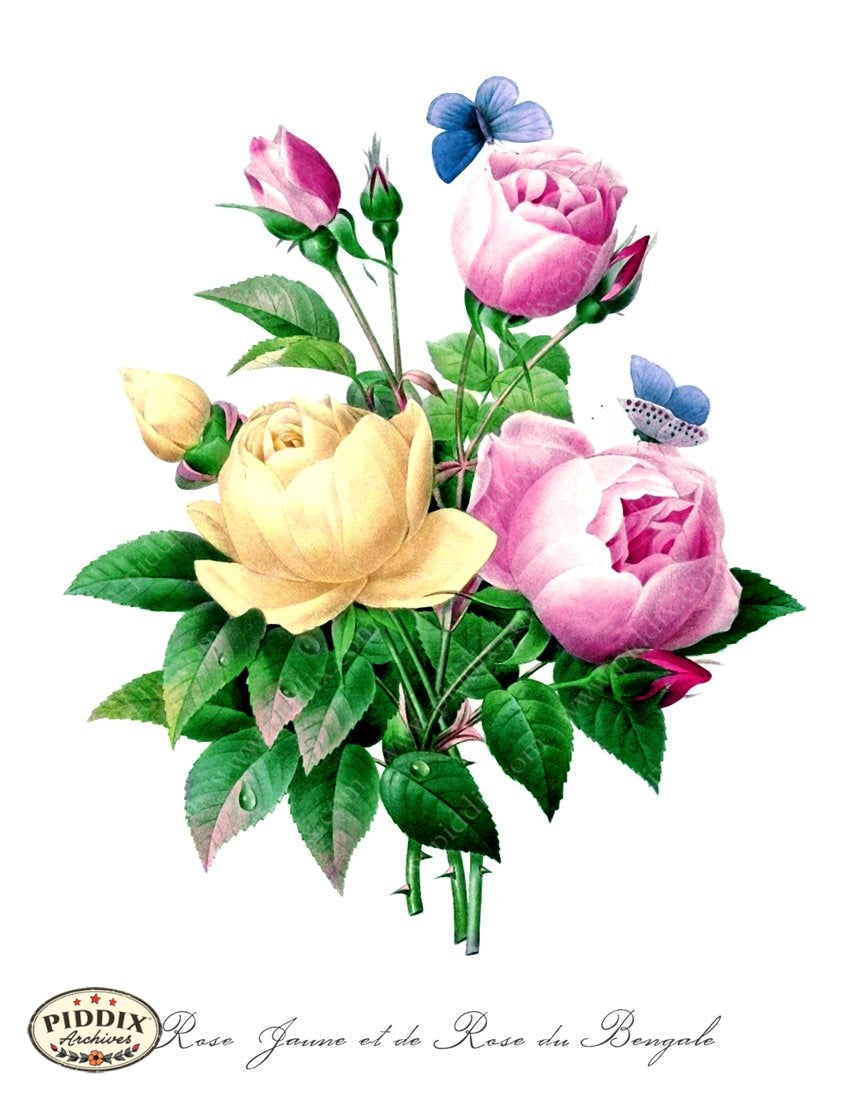 Pdxc18089B -- Bright Vintage Flowers Color Illustration