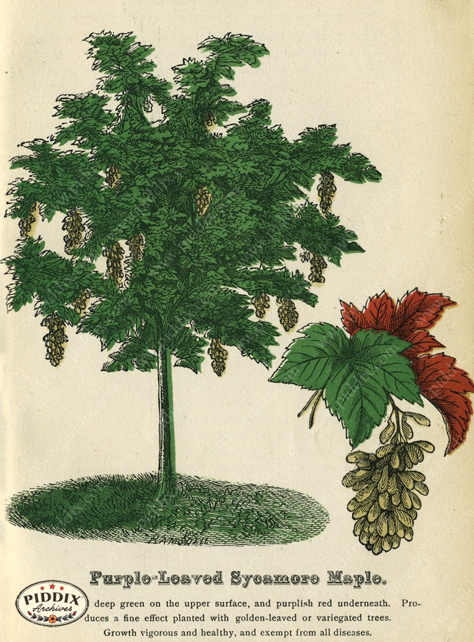 Pdxc1835 -- New For November Color Illustration