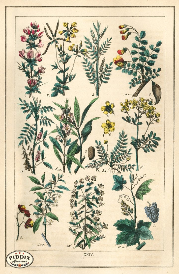 Pdxc18826 -- Flowers Color Illustration