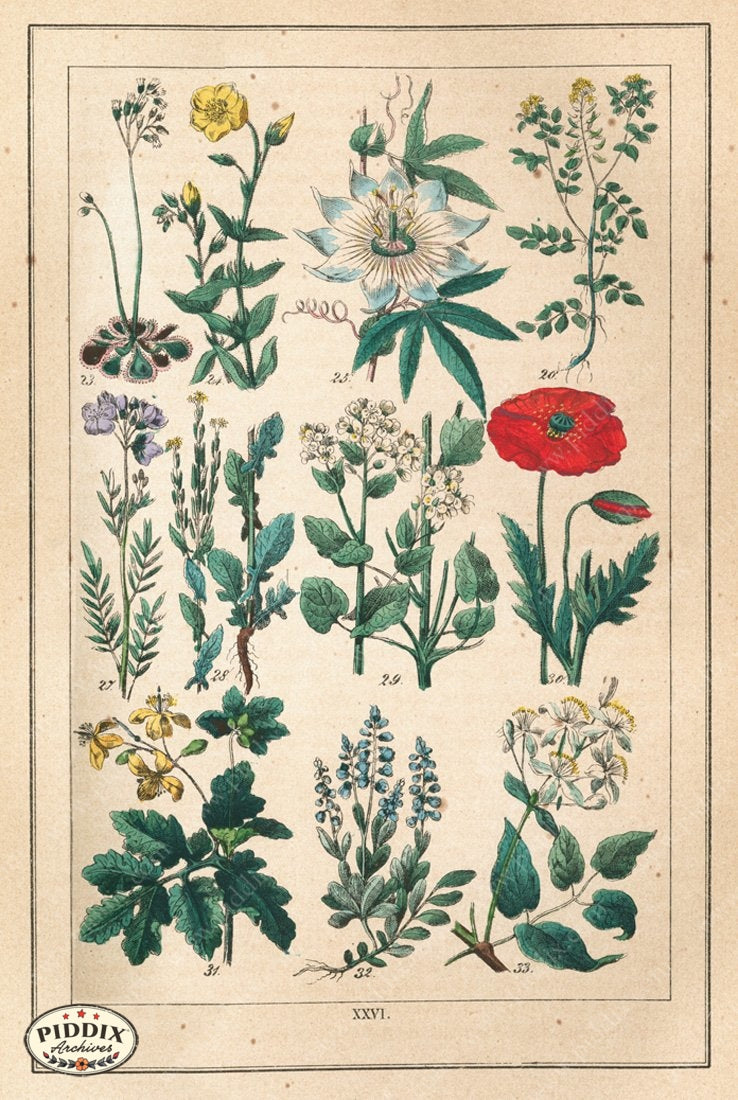 Pdxc18830 -- Flowers Color Illustration